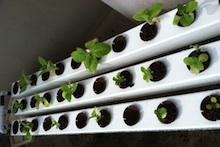 Young plants in hydroponic system